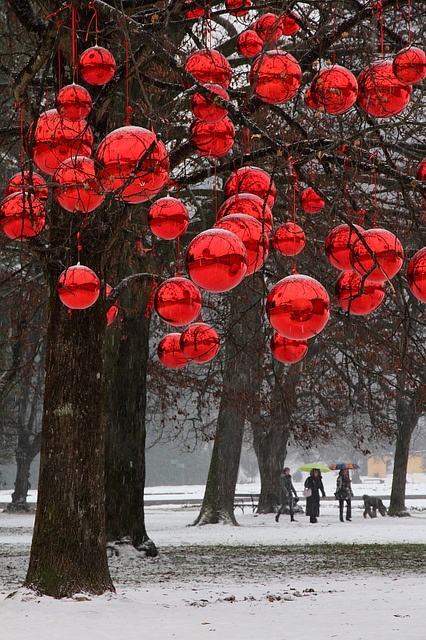 Czerwone duże bomki na drzewach w parku