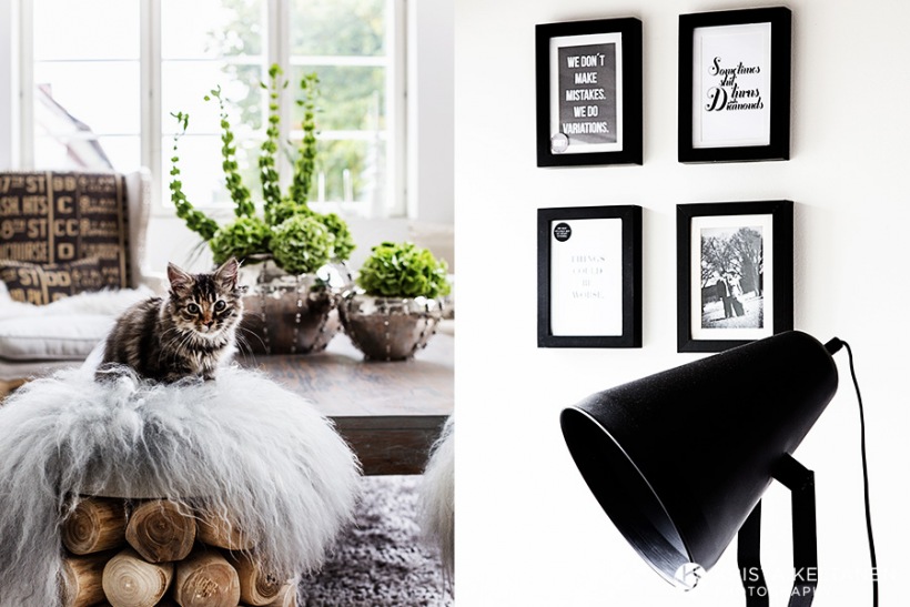 Biało-czarne grafiki na ścianie,dekoracje do salonu,nowoczesna czarna lampa,futerko na stołki,białe futerko,kotek,siedzisko z drewna