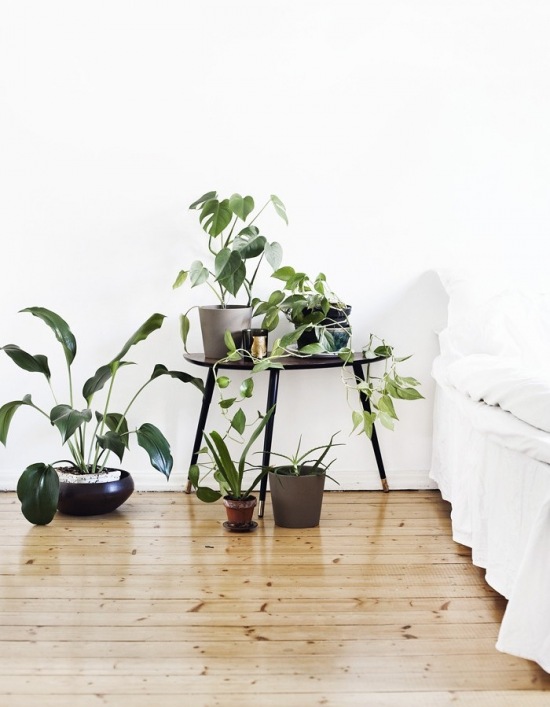 Aranżacja białej sypialni z drewnianą podłogą i roślinami