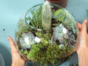 Kaktus w miniaturowej szklarni DIY (51090)