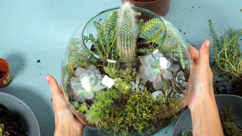 Kaktus w miniaturowej szklarni DIY
