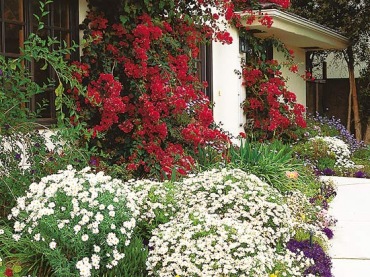 jak zaaranżować wejście do domu ? to propozycja ogródka kwiatowego przed frontem domu - kwiaty we wszystkich kolorach i formach - po prostu piękny ogródek...