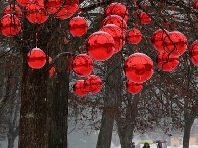 Czerwone duże bomki na drzewach w parku (20465)
