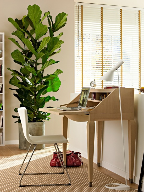 Jakie rośliny pasują do pokoju z biurkiem ?