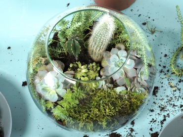 Miniaturowa szklarnia DIY z egzotycznymi roślinami (51091)