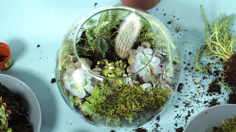 Miniaturowa szklarnia DIY z egzotycznymi roślinami