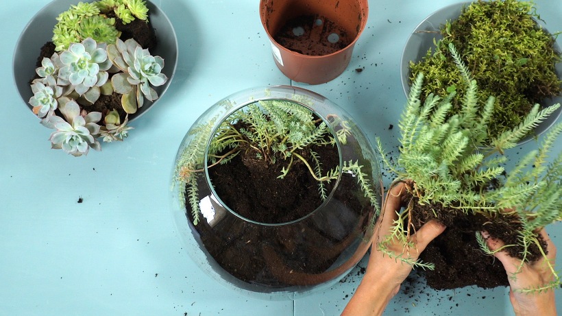 Sadzenie egzotycznych roślin w miniaturowej szklarni