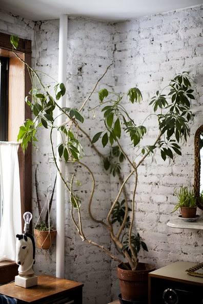 Biała surowa cegła na ścianach ,drewniane ramy okien i zielone rosliny w salonie